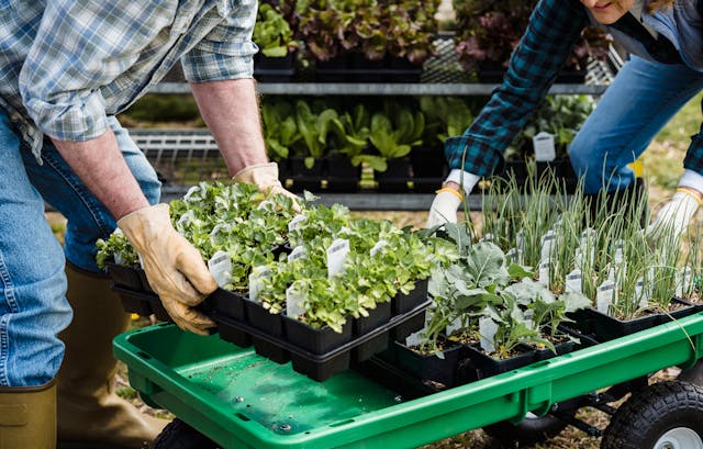 Manger bio grâce à la Guinguette des Izards : comment ça marche ?